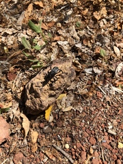 Aegorhinus albolineatus