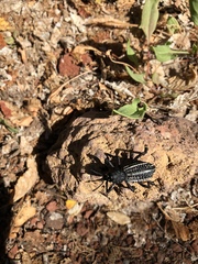 Aegorhinus albolineatus