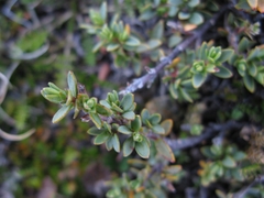 Pimelea oreophila lepta