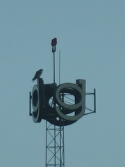 Falco peregrinus