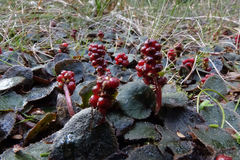 Gunnera prorepens