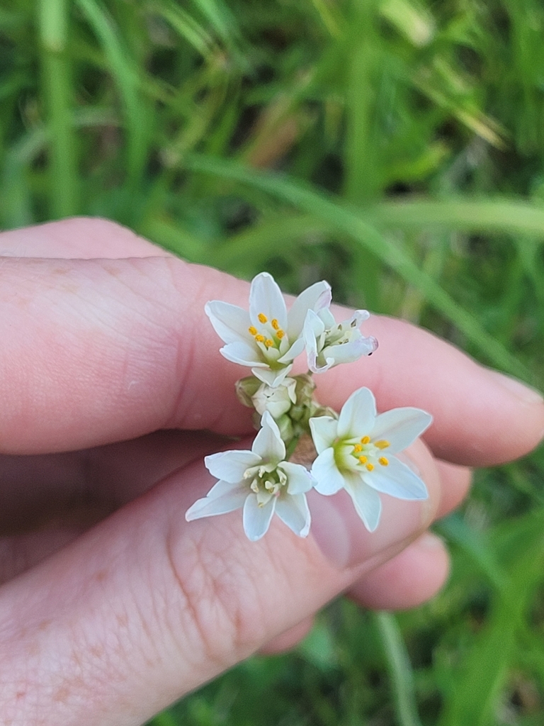 Onion Weed from Malabar NSW 2036, Australia on October 11, 2023 at 05