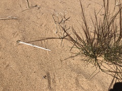 Aristida californica