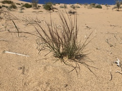 Aristida californica