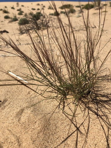 Aristida californica var. californica