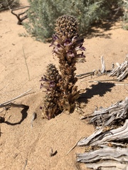 Aphyllon cooperi