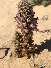 Aphyllon cooperi