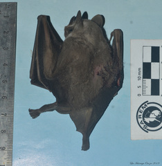 Uroderma bilobatum convexum