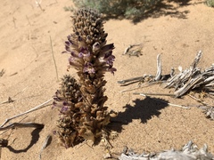 Aphyllon cooperi