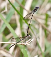Argia translata