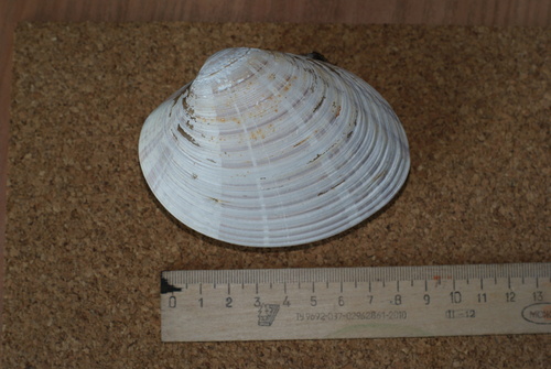 Ezocallista brevisiphonata