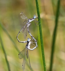 Lestes sigma