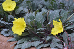 Oenothera brachycarpa