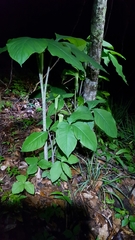 Arisaema triphyllum