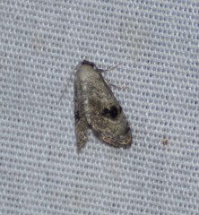 Abablemma duomaculata