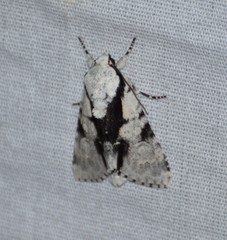 Acronicta funeralis