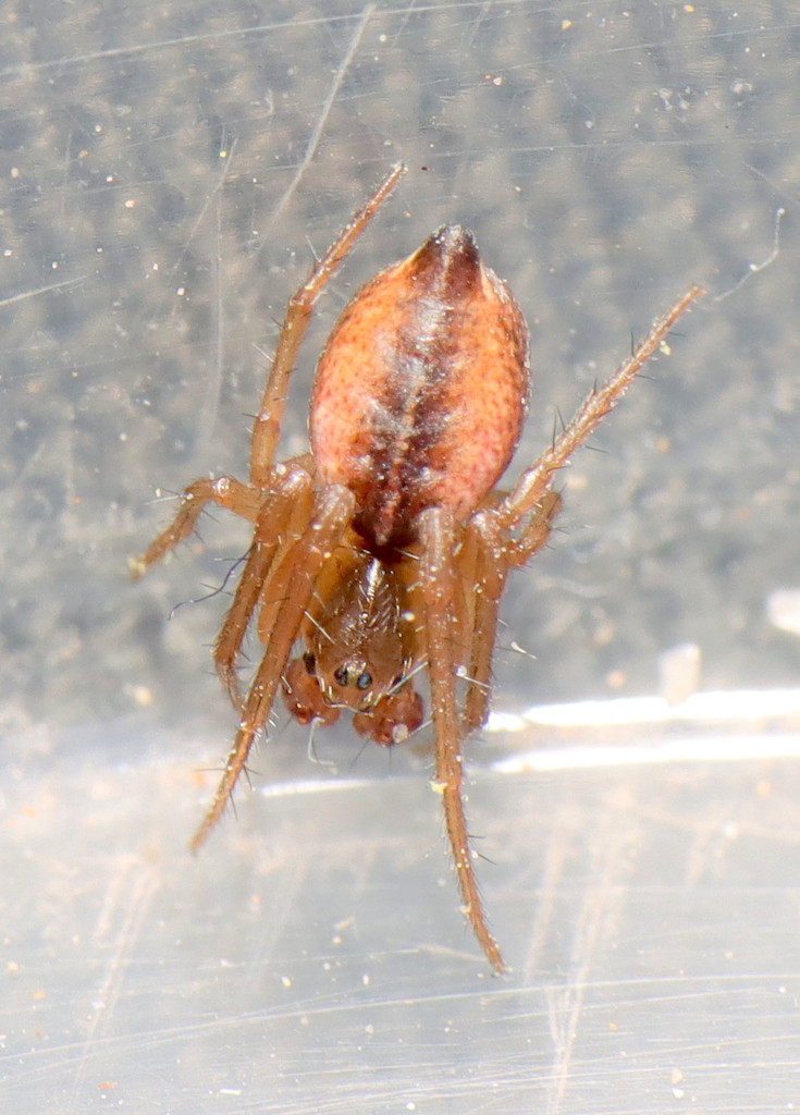 Spiny-legged Field Spiders