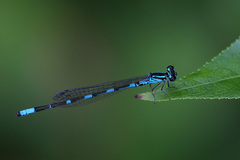 Coenagrion johanssoni