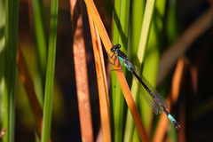 Coenagrion armatum