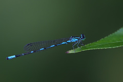 Coenagrion johanssoni