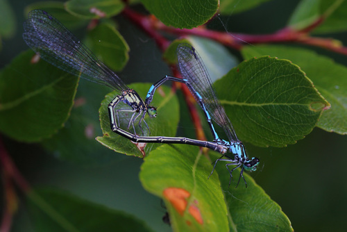 Arctic Bluet