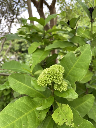 Ixora finlaysoniana