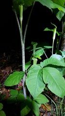 Arisaema triphyllum