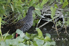 Pardirallus maculatus