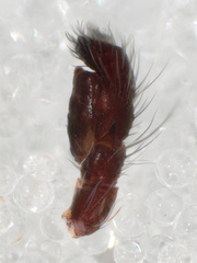 Hentzia vittata
