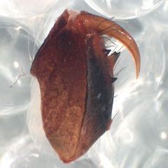 Hentzia vittata