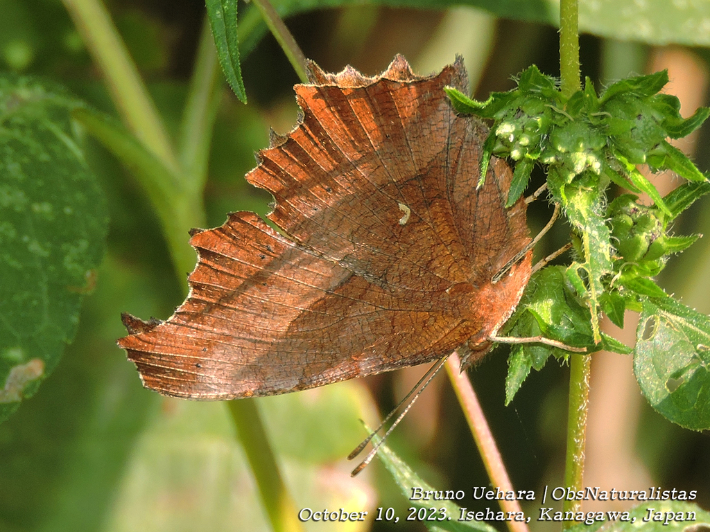 Asian Comma from Ikebata Isehara Kanagawa 259 1144 Japão on October 10 2023 at 03 00 PM by