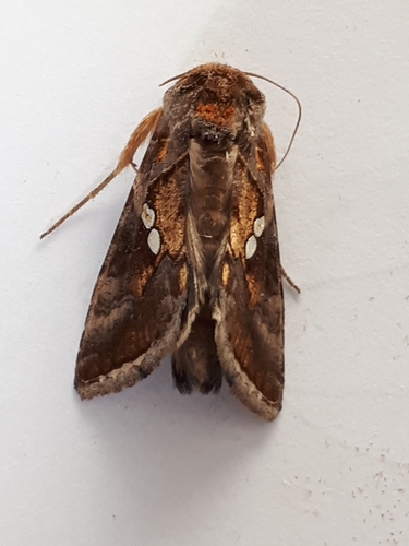 Chrysodeixis chalcites