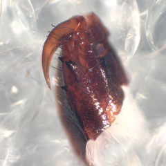 Hentzia vittata