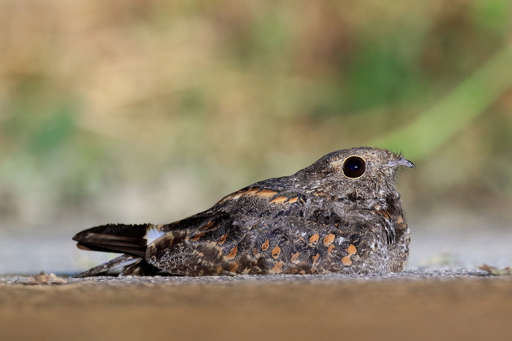 Savanna Nightjar from Closed Area, Hong Kong on June 30, 2017 at 08:41 ...