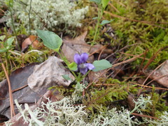 Viola novae-angliae