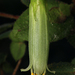 Hairy Correa - Photo (c) Connor Margetts, some rights reserved (CC BY), uploaded by Connor Margetts