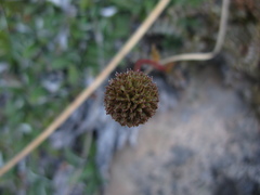 Acaena saccaticupula