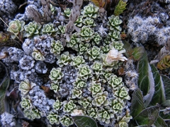 Raoulia parkii