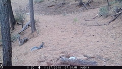 Sciurus aberti barberi