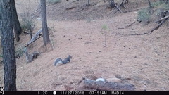 Sciurus aberti barberi