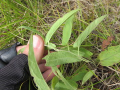 Calystegia spithamaea