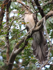 Dromococcyx phasianellus