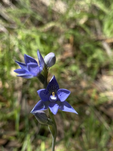 Image of Thelymitra corrugata by (c) John Van Den Nouwelant, some rights reserved (CC BY)