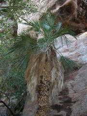 Trithrinax brasiliensis