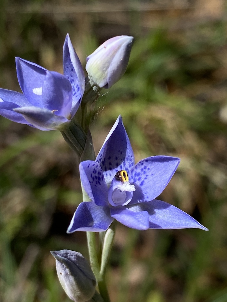 Thelymitra corrugata
