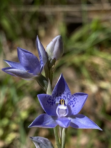 Image of Thelymitra corrugata by (c) John Van Den Nouwelant, some rights reserved (CC BY)