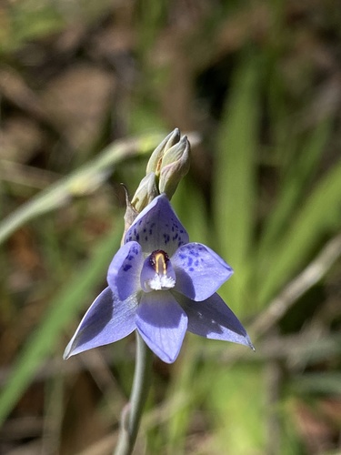 Image of Thelymitra corrugata by (c) John Van Den Nouwelant, some rights reserved (CC BY)
