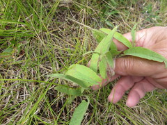 Calystegia spithamaea