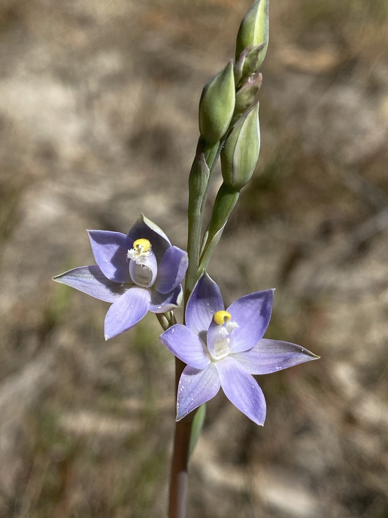 Thelymitra bracteata