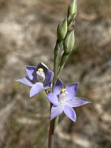 leafy sun orchid (Thelymitra bracteata)